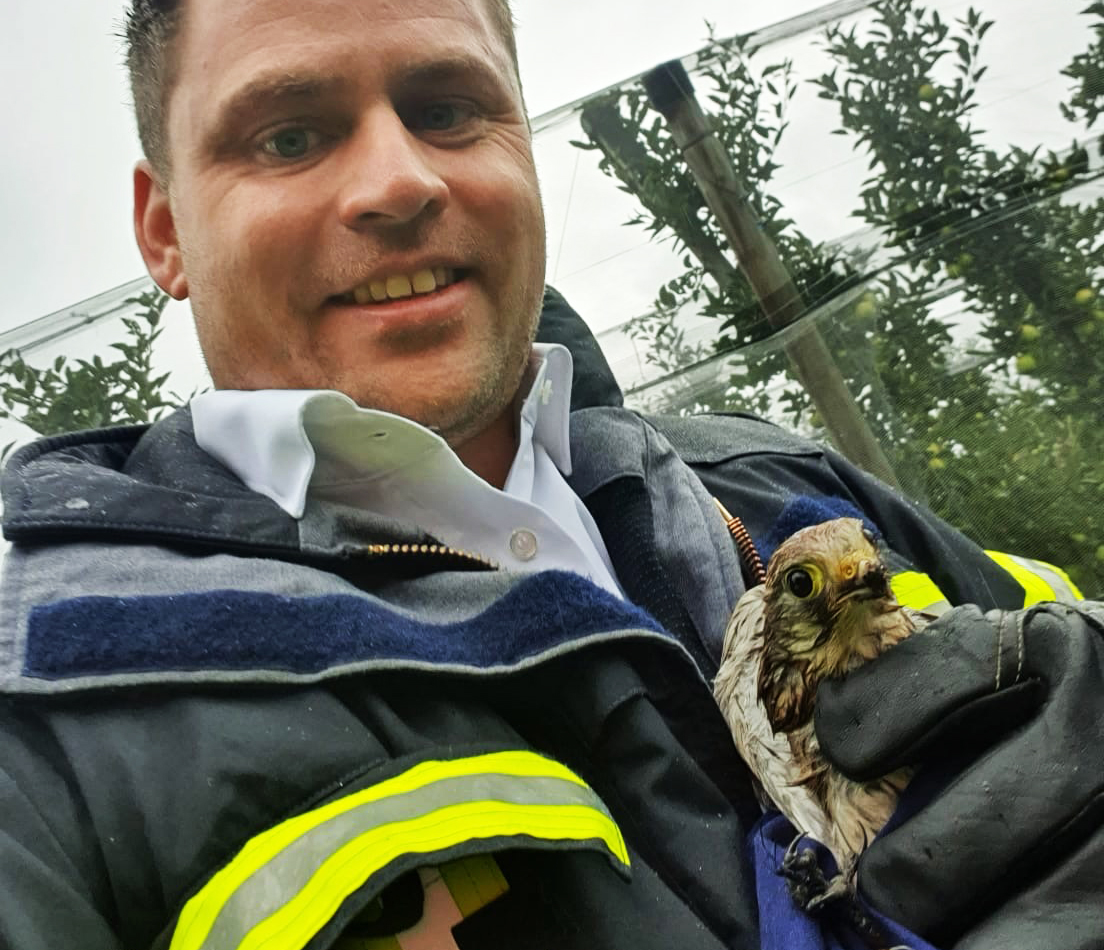 Mehr über den Artikel erfahren KOMMANDANT – Turmfalke in Baum