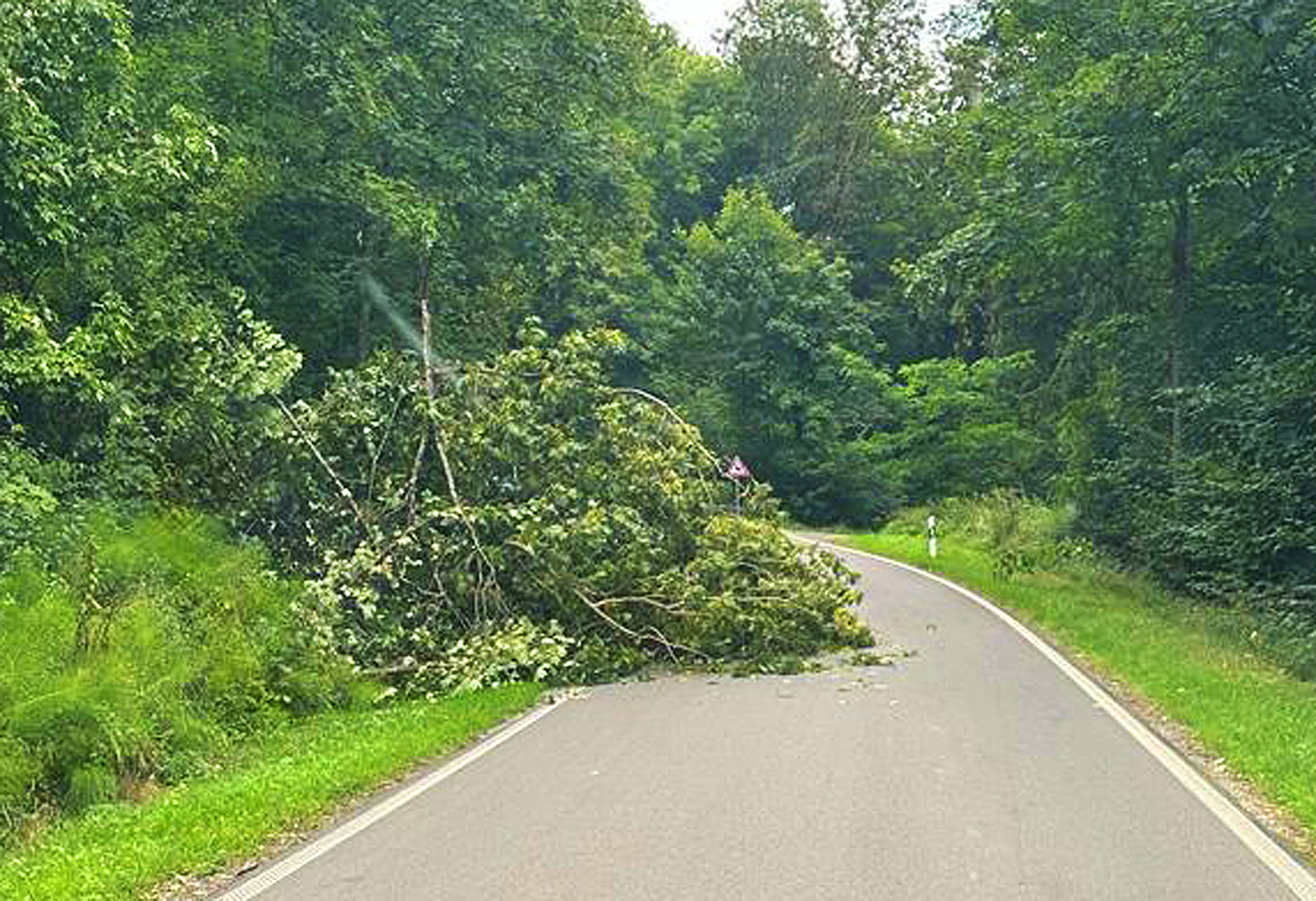 Mehr über den Artikel erfahren H 1 – Baum auf Straße