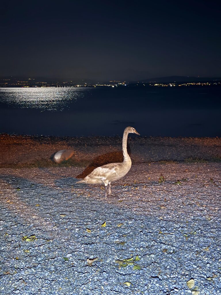 H1 Tiernot – Schwan in Stadtgebiet